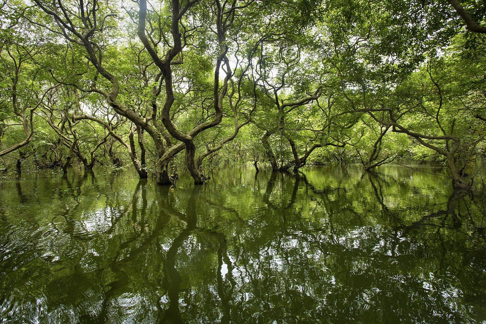 সিলেট — রাতারগুল ও জাফলং
