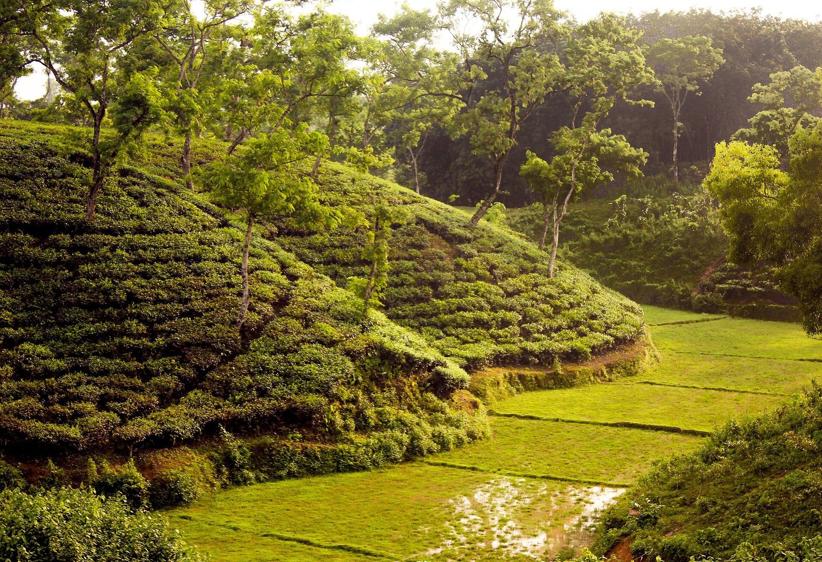 চা-বাগানের ঢেউ